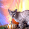 DSCF5329.JPG