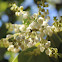Pacific Madrone