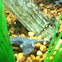 African dwarf frog