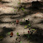 Leaf Cutter Ants