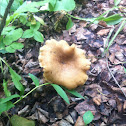 Mushroom