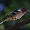 Vink (Fringilla coelebs)