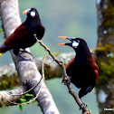 Montezuma Oropendola