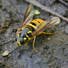 Syrphid fly