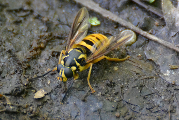 Spotting Image 1