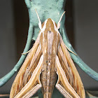 Silver-Striped  Hawk-Moth