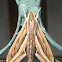 Silver-Striped  Hawk-Moth