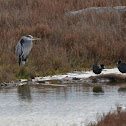 Great Blue Heron