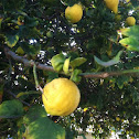Lemon tree