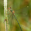 Caballito del diablo (Western Willow Spreadwing)