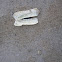 razor clam shell