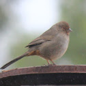 California Towhee