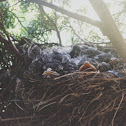 American Robins