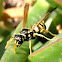 Avispa polistes
