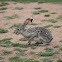 Black-tailed Jackrabbit