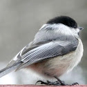 Blacke-capped Chickadee