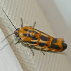 Spragueia moth