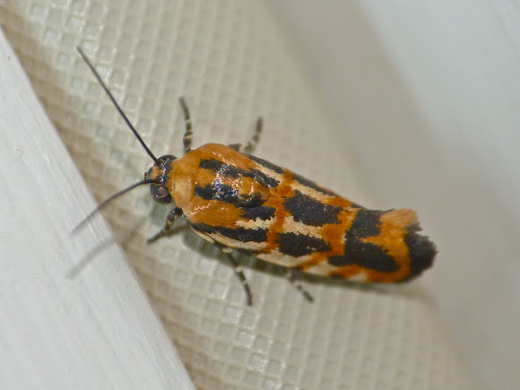 Spotting Image 1
