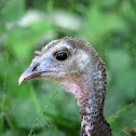 Wild Turkey