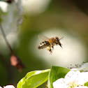 European Honey Bee