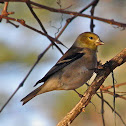 American Gold Finch