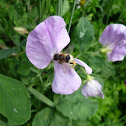 Leafcutter Bee