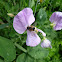 Leafcutter Bee