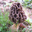 Morel