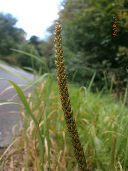 Spotting Image 1