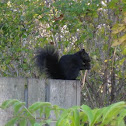 Black squirrel