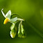Black Nightshade