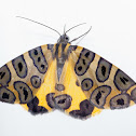 Leopard Moth