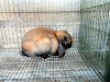 Venta De Conejos Belier Rex Cabeza De Leon