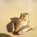 Tree frog