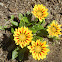 Treasure flower