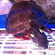 Eastern Painted Turtle