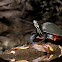 Red Bellied Turtle