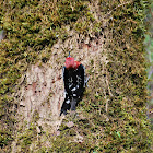 Red-breasted Sapsucker