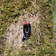 Red-breasted Sapsucker