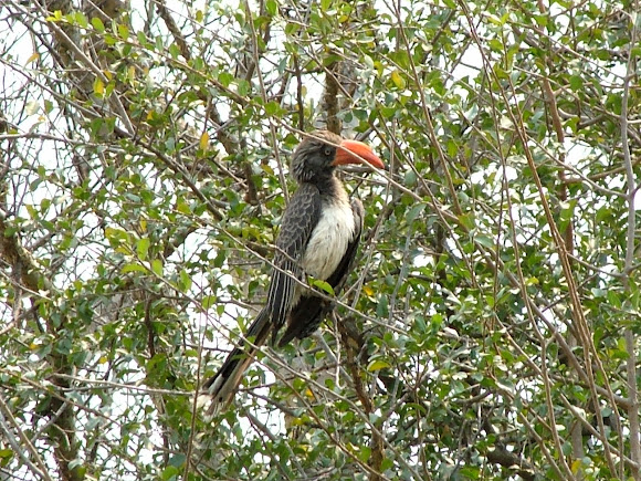 Spotting Image 1