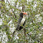 Crowned Hornbill