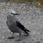 Clark's Nutcracker