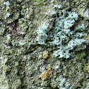 Lichen