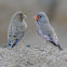 Trumpeter finch