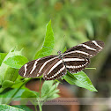 Zebra Longwing