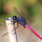 Common Red Skimmer(赤褐灰蜻)