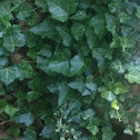 Common Ivy