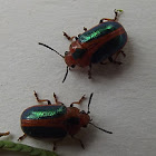 Acacia leaf beetle