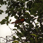 Baltimore Oriole