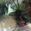 Horned Frog